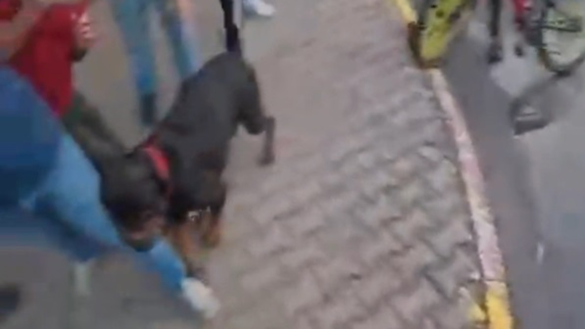 Mersin’de Ağızlıksız Köpek İki Kişiyi Yaraladı