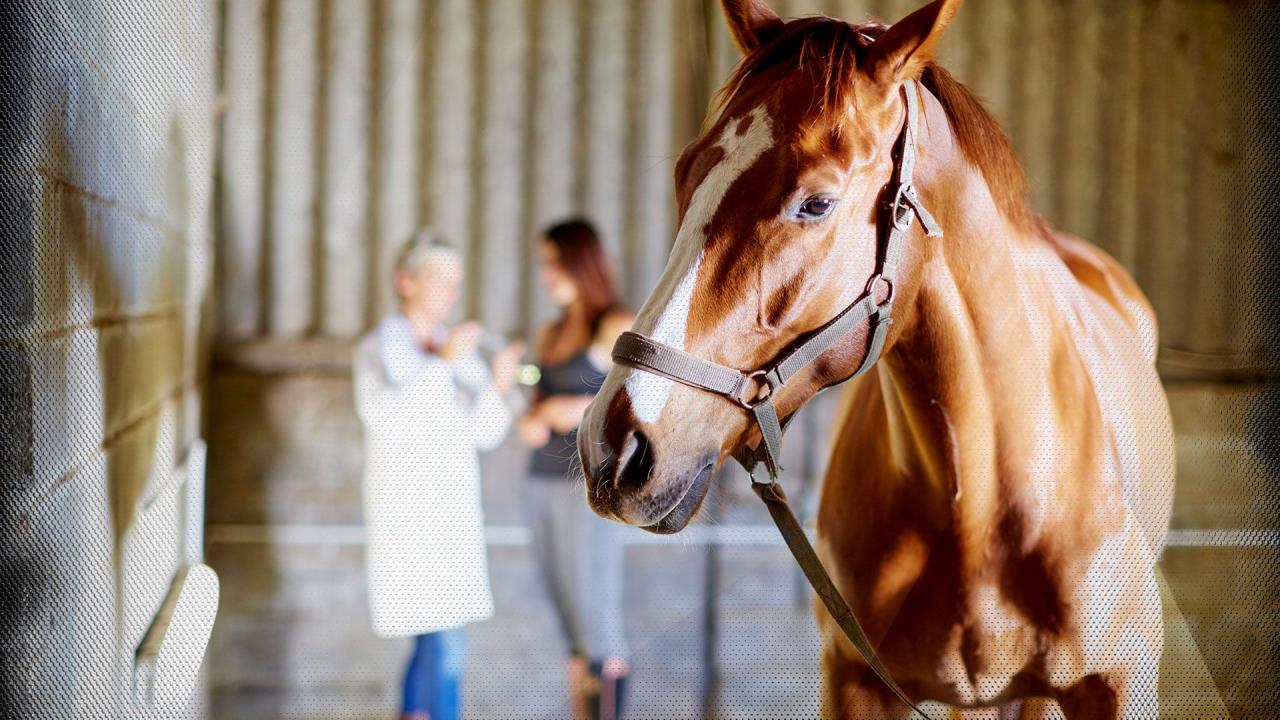 Türkiye’de veterinerlik eğitiminin 183. yılı kutlanıyor