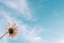 Hidayetin Açıklığı ve Belirginliği Üzerine Değerlendirme