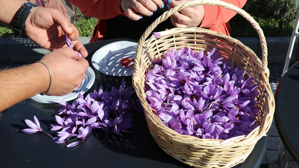 Karabük’te Safran Hasadı Etkinliği Gerçekleştirildi