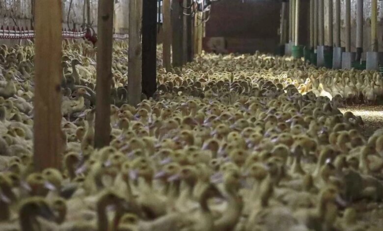 Almanya’da Kuş Gribi Nedeniyle 400 Bin Hayvan İtlaf Edildi