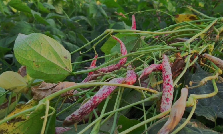 İspir Fasulyesi: Erzurum’un Tarımsal Zenginliği İspir Fasulyesi: Erzurum’un Tarımsal Zenginliği