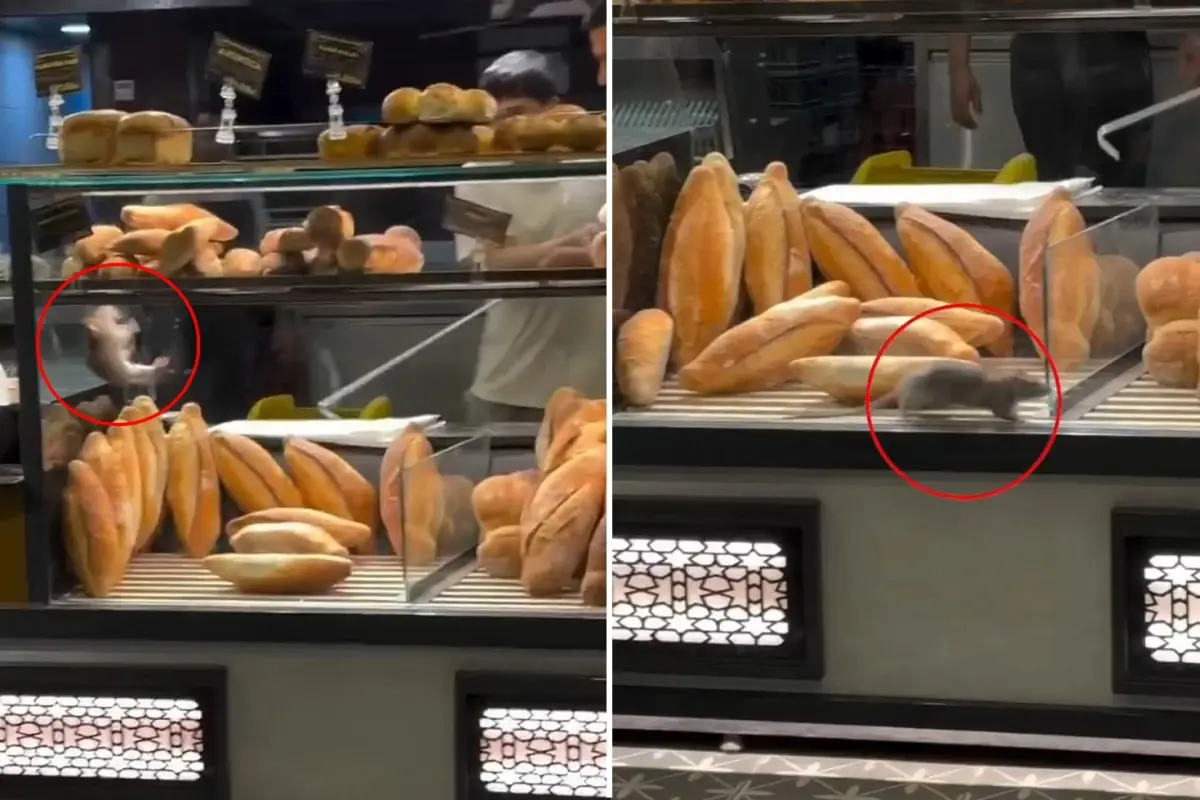Fırında Fare Görüntüsü: Dükkan Sahibi 10 Bin Dolar Teklif