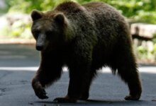 Japonya’da Ayı Saldırıları Artış Gösterdi: 10 Kişi Hayatını…